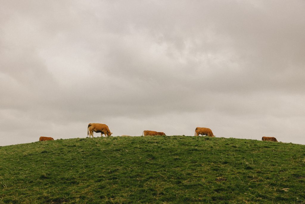 Cows on a green hill at The Cliffs of Moher in Ireland